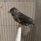 ذكر كناري اونكس