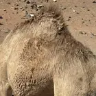 قعود للبيع