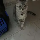 ذكر مع أغراضها ب 150