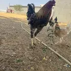 ديك للبيع ماشاءالله وقفه