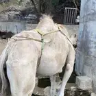 ناقه للبيع