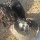 معزا