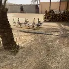 وز عراقي نظيف