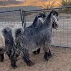 تيس فحل معزا عوارض شهب