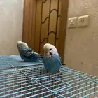 بادجي