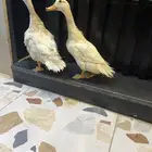 بط بكيني
