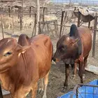 حسلان بلدي ذكران