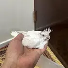 فرخ كروان غر البينو عيون حمر