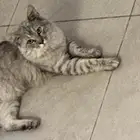 قط للتبني