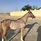 مهر شيخ للبيع