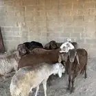 سواكن مرابي