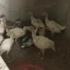 صوص رومي