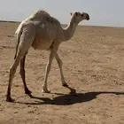 قعود طيب للبيع