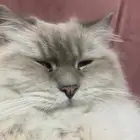 محتاج انثى هملايا