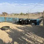 تيوس سمان للبيع