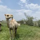 اذكروا الله وصلو على النبي