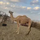 للبيع ناقه ضروبه