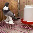 انثى نفاخ منتجه