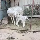 شاه وعليها رخل