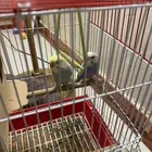 طيوربحاله جيده السبب معاد نحتاجها