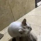 قطة للتبني