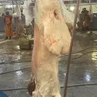 ذبايح ثلاجة ومكشات