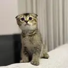 قطط اسكوتش فولد كيتن