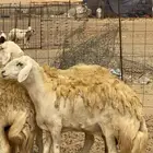ضان مقاني مراح واحد فواخر 4