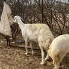 رخال حريه
