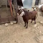 تيس فحل احمر