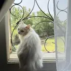 قطه للتبني محايل عسير بسه للتبني انثى عمرها 9 شهور
