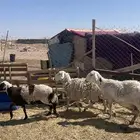 ضان