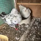 جوز كنق ب فرخه