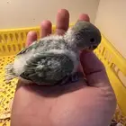 فرخ كروان وافرخ روز