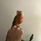 كنيور للبيع