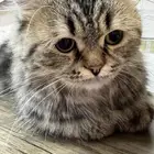 قطه مفقوده