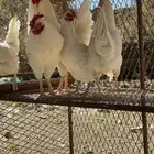 دجاج بلدي للبيع