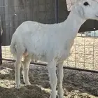 ذبايح طيبه