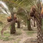 تمر للبيع