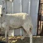 نعجه حايل