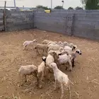 للبيع فران ورخيل تربيه