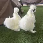 للبيع دجاج قطني اصل