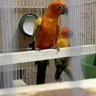 جوز صن كنيور منتج