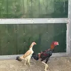 زوج ديك ودجاجة شامو الماني