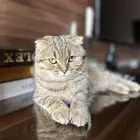 قطه سكوتش