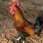 ديك احمر