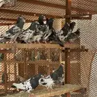 حمام باكستاني رام بوري