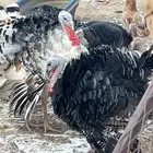 3ديك رومي فاخر السوم 130