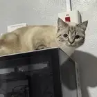 قطة للتزاوج