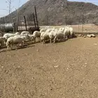 طليان حري من 4-6 شهور
